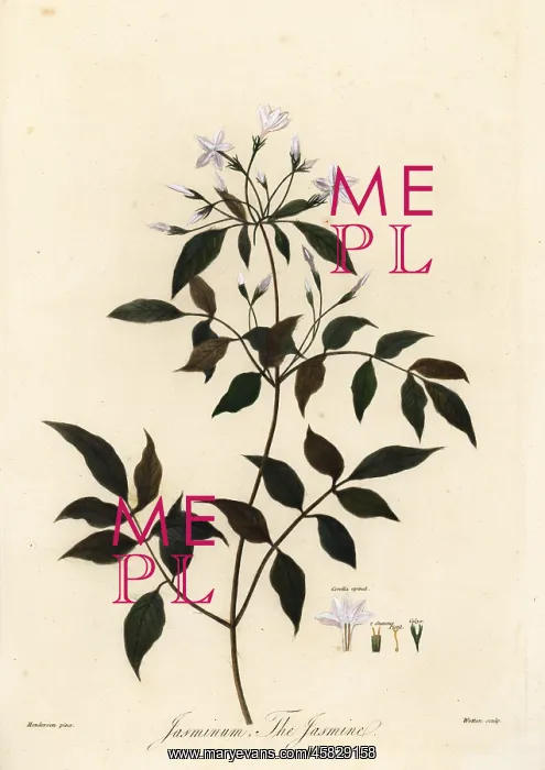 : Jasmine, Jasminum officinale : Jasmine, Jasminum officinale