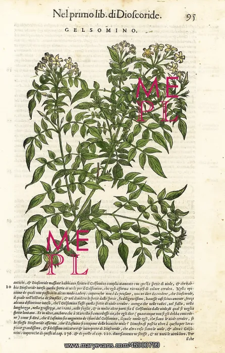  : Jasmine, Jasminum officinale