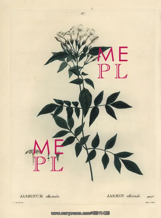 : Jasmine, Jasminum officinale : Jasmine, Jasminum officinale