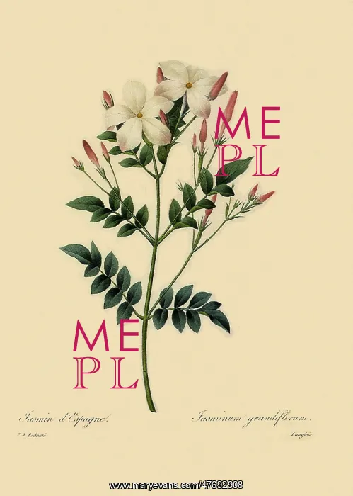 : Jasminum grandiflorum : Jasminum grandiflorum