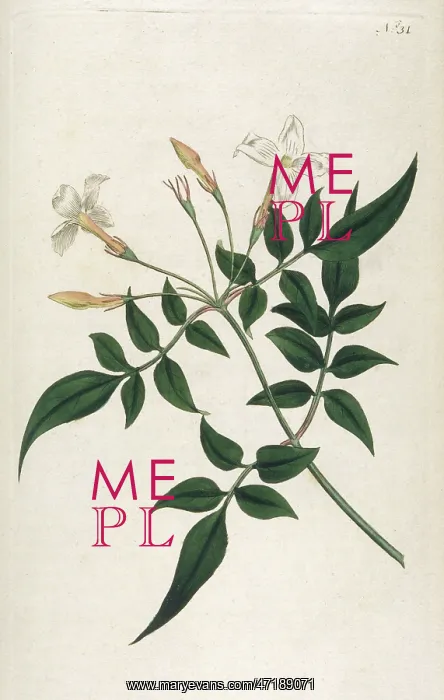  : Jasminum Officinale