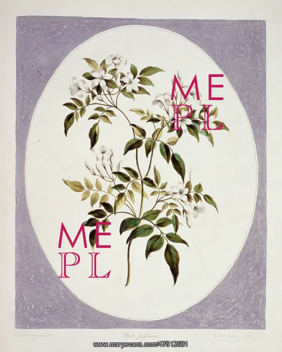 : Jasminum polyanthum, jasmine : Jasminum polyanthum, jasmine