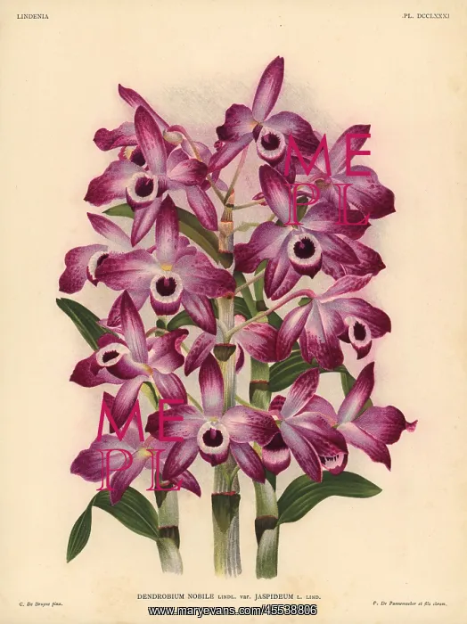 : Jaspideum variety of Dendrobium nobile orchid : Jaspideum variety of Dendrobium nobile orchid