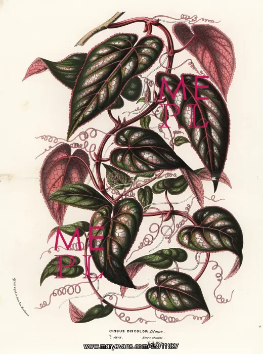 : Java cissus vine, Cissus javana : Java cissus vine, Cissus javana