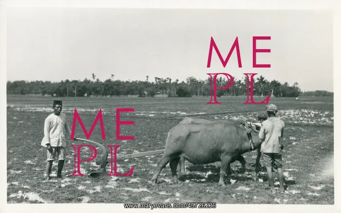  : Java, Indonesia - Ploughing with a team of oxen