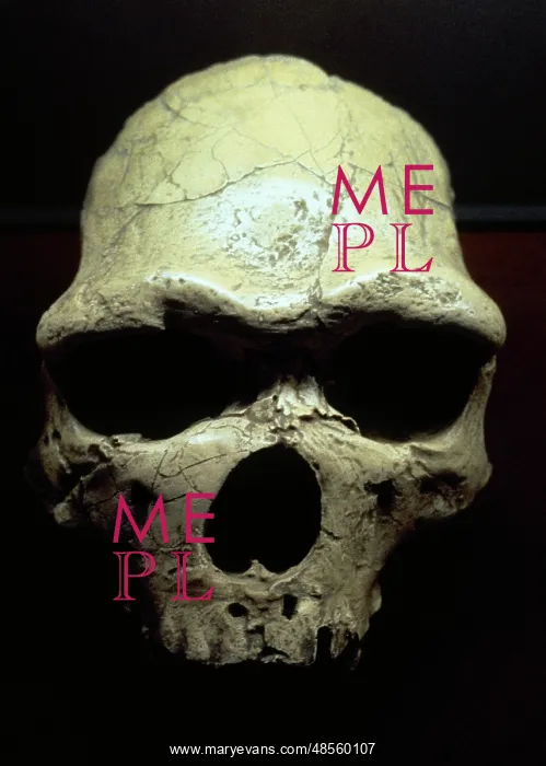 : Java Man or Pithecanthropus erectus (Homo Erectus erectus) : Java Man or Pithecanthropus erectus (Homo Erectus erectus)