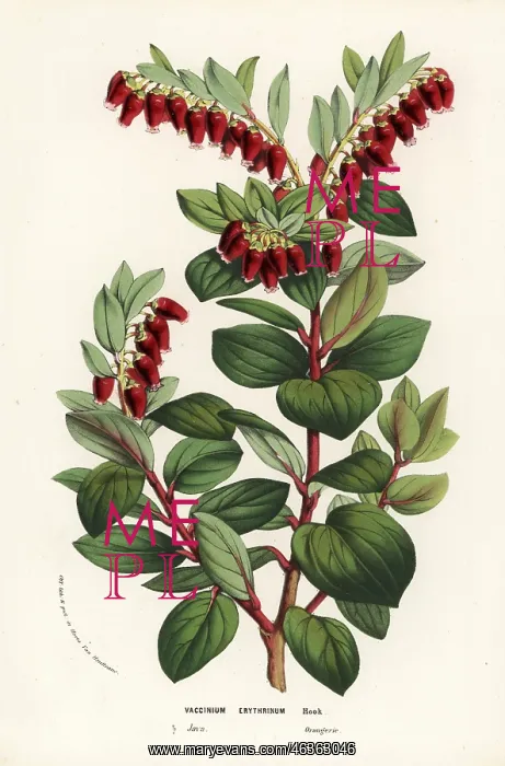 : Java mountain lingonberry, Vaccinium erythrinum : Java mountain lingonberry, Vaccinium erythrinum
