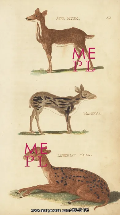 : Java mouse-deer, Sri Lankan spotted chevrotain : Java mouse-deer, Sri Lankan spotted chevrotain