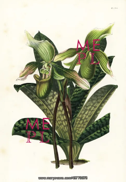 : Java paphiopedilum orchid, Paphiopedilum javanicum : Java paphiopedilum orchid, Paphiopedilum javanicum