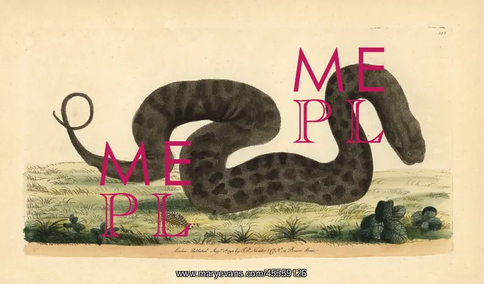 : Javan file snake, elephant trunk snake, Acrochordus : Javan file snake, elephant trunk snake, Acrochordus
