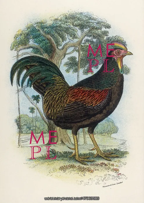  : JAVAN JUNGLE FOWL