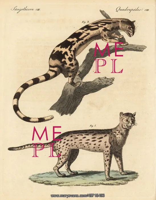 : Javan leopard cat and banded linsang : Javan leopard cat and banded linsang