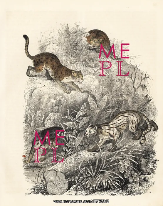 : Javan leopard-cat, colocolo and Nepalese cat : Javan leopard-cat, colocolo and Nepalese cat