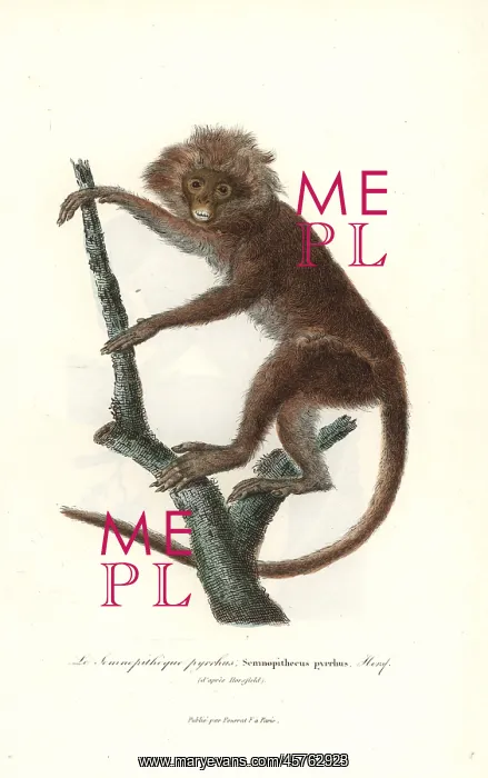 : Javan lutung, Trachypithecus auratus : Javan lutung, Trachypithecus auratus