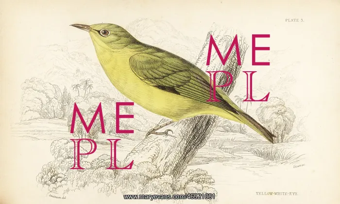: Javan white eye, Zosterops flavus : Javan white eye, Zosterops flavus