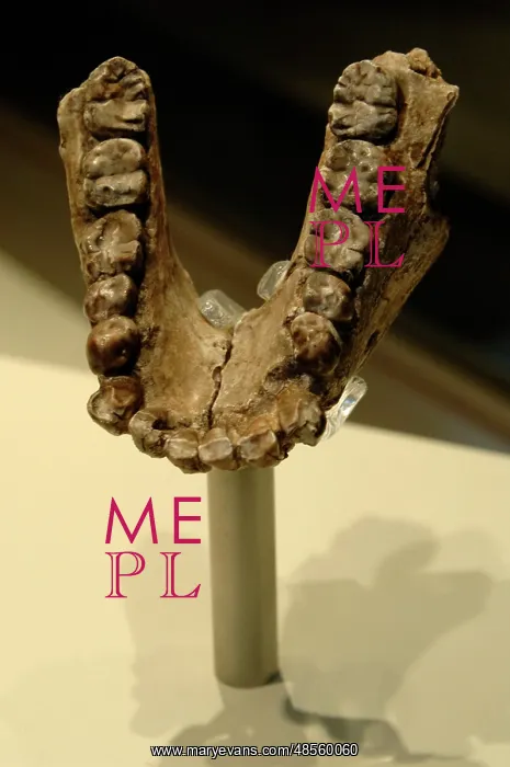 : Jaw of Australopithecus anamensis : Jaw of Australopithecus anamensis