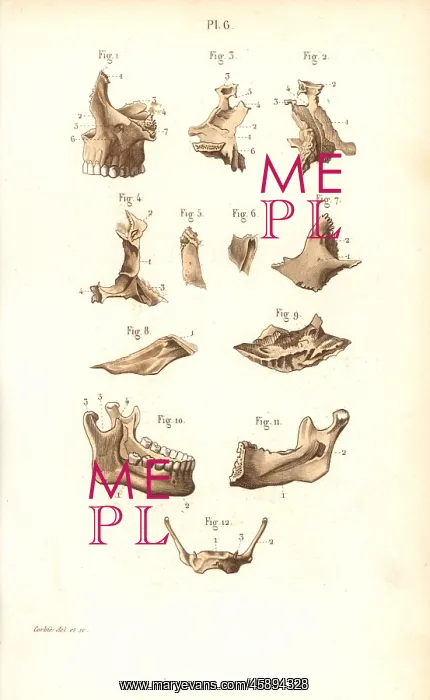 : Jaw bones.. Handcolored steel engraving from Dr : Jaw bones.. Handcolored steel engraving from Dr