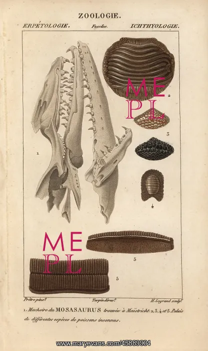 : Jaw of a mosasaur, Mosasaurus, found in Maastricht : Jaw of a mosasaur, Mosasaurus, found in Maastricht