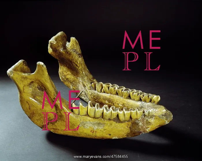: Jaw of Stephanorhinus hemitoechus, the narrow-nosed rhinocer : Jaw of Stephanorhinus hemitoechus, the narrow-nosed rhinocer