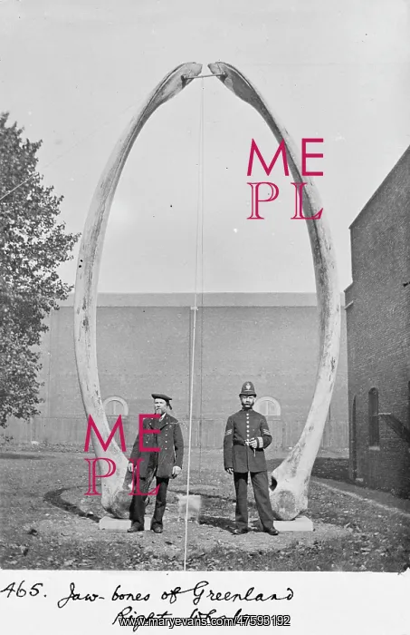: The jawbones of Greenland right whale, c.1912 : The jawbones of Greenland right whale, c.1912