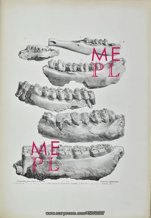 : Jaws of a hog, deer, fox and horse found in Kent's Cavern : Jaws of a hog, deer, fox and horse found in Kent's Cavern
