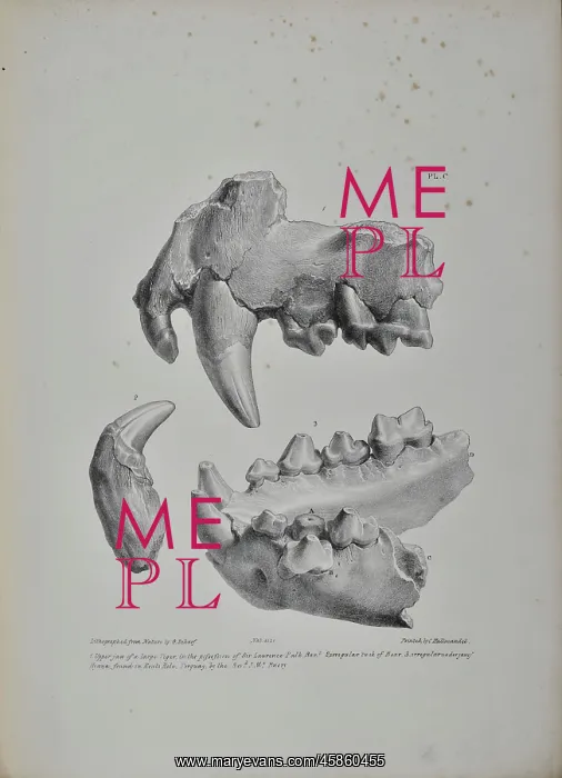 : Jaws and teeth of a tiger, bear and hyaena - Kent's Cavern : Jaws and teeth of a tiger, bear and hyaena - Kent's Cavern