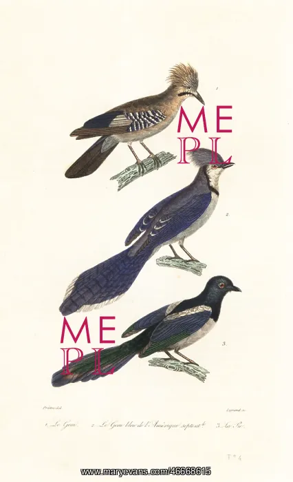 : Jay, blue jay and magpie : Jay, blue jay and magpie