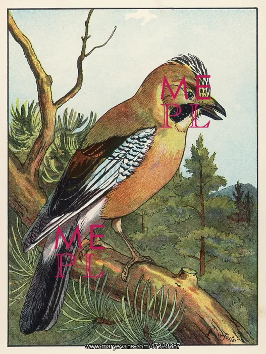  : JAY (FOSTER)