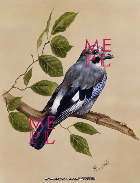 : A Jay on a perch : A Jay on a perch