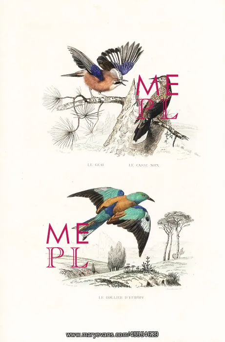 : Jay, spotted nutcracker and roller : Jay, spotted nutcracker and roller