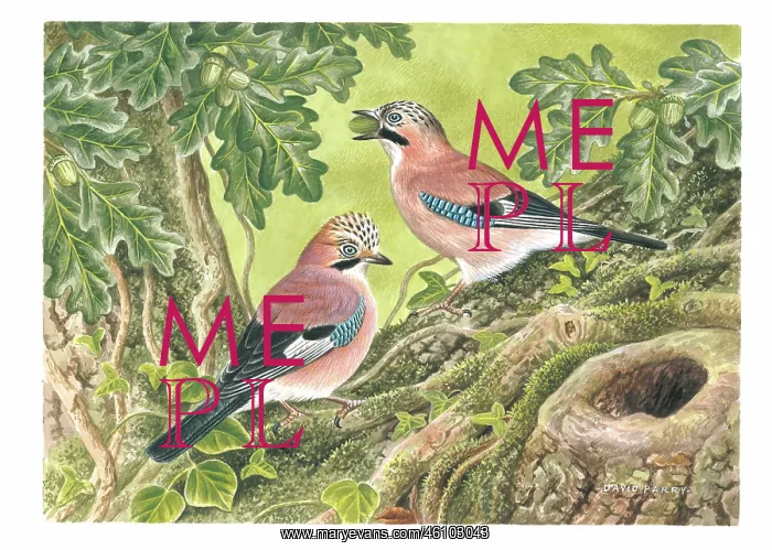  : Jays feasting on acorns
