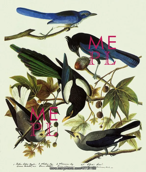 : Jays, Magpie, and Nutcracker : Jays, Magpie, and Nutcracker