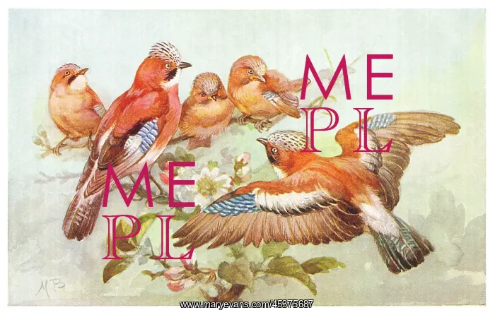 : Jays and their young : Jays and their young