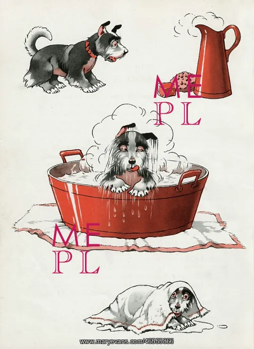 : Jeek the puppy on bath day : Jeek the puppy on bath day