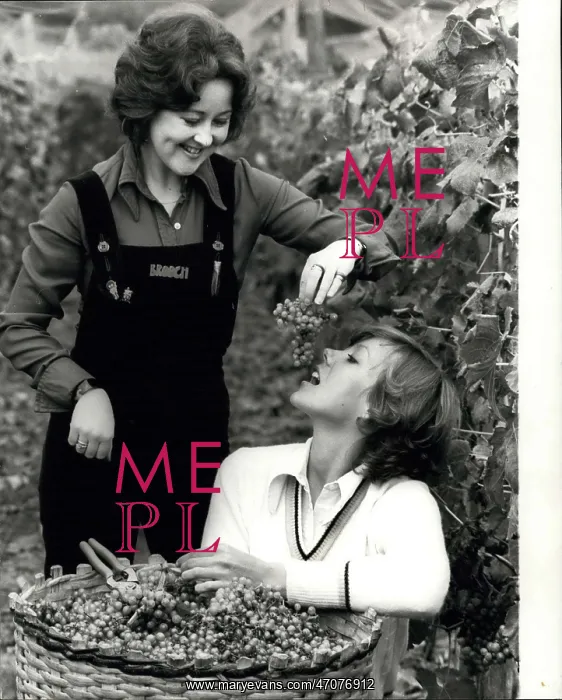 : Jenny Agutter, Jane Carr, Grape harvest, Horsham, Sussex : Jenny Agutter, Jane Carr, Grape harvest, Horsham, Sussex