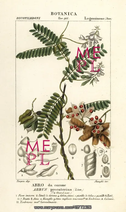 : Jequirity bean or rosary pea, Abrus precatorius : Jequirity bean or rosary pea, Abrus precatorius