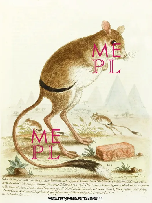  : Jerboa