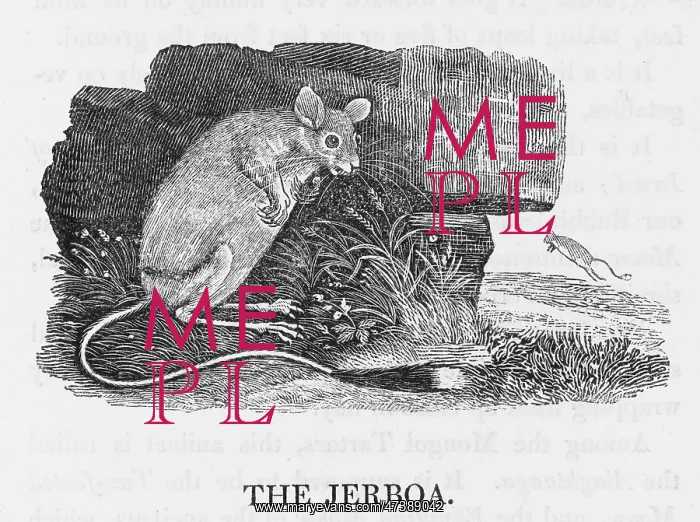 : JERBOA (BEWICK) : JERBOA (BEWICK)