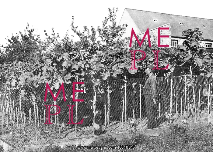  : Jersey, Cabbages c1880