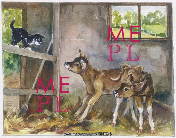 : Two Jersey calves in stall with kitten : Two Jersey calves in stall with kitten