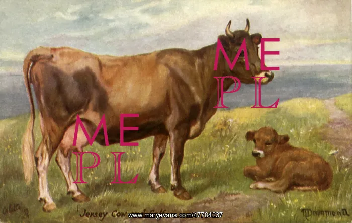  : Jersey Cow and Calf