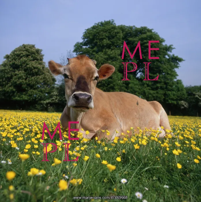  : Jersey Cow sitting among buttercups