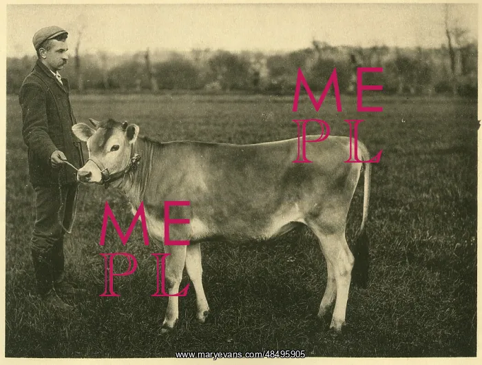  : Jersey cow yearling