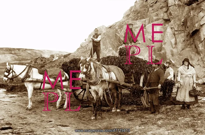  : Jersey Seaweed Gatherers early 1900s