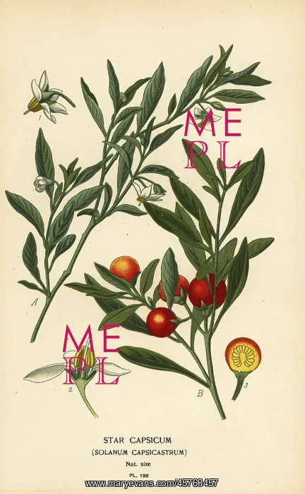 : Jerusalem cherry, Solanum pseudocapsicum var. diflorum : Jerusalem cherry, Solanum pseudocapsicum var. diflorum