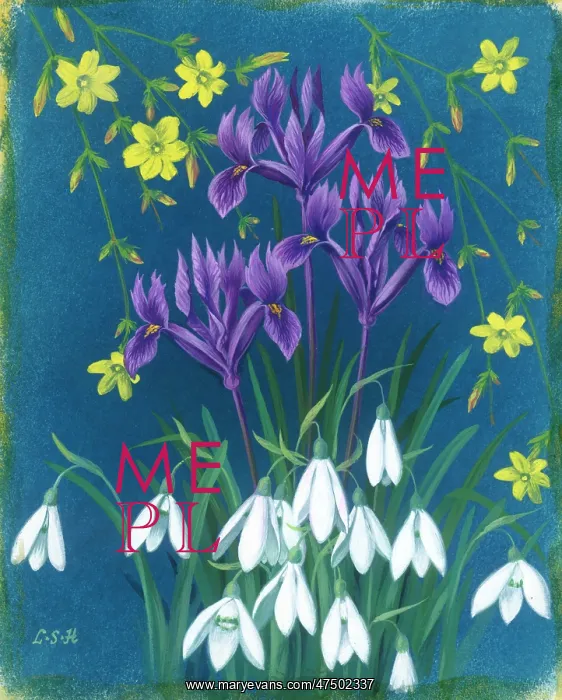 : Jessamine, Iris Reticulata and Snowdrops : Jessamine, Iris Reticulata and Snowdrops