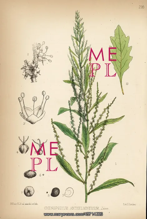 : Jesuit's tea, Dysphania ambrosioides : Jesuit's tea, Dysphania ambrosioides