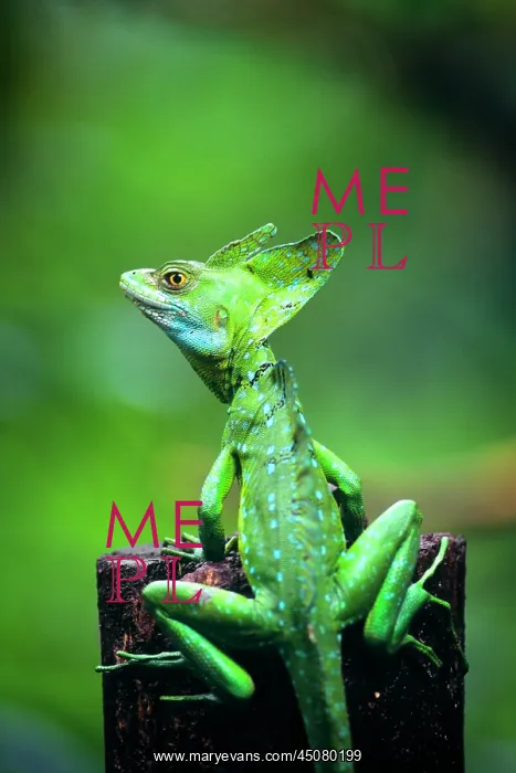 : Jesus Christ Lizard Basiliscus Plumiform Central America : Jesus Christ Lizard Basiliscus Plumiform Central America