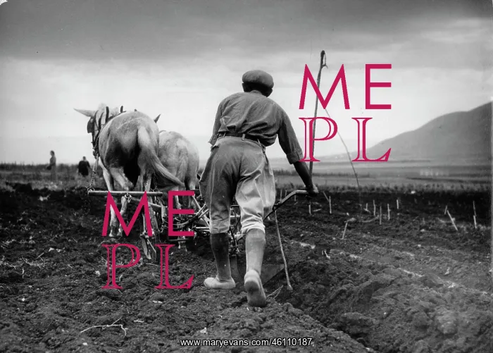 : A Jewish farmer plowing the field : A Jewish farmer plowing the field
