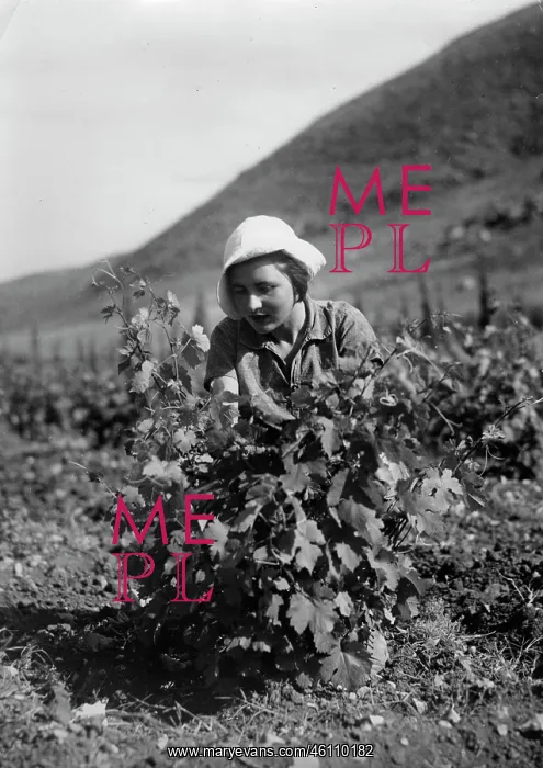 : A Jewish peasant woman working in the fields : A Jewish peasant woman working in the fields